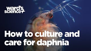 Caring and Culturing for Daphnia [upl. by Keel]