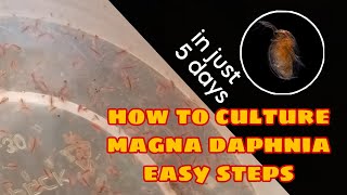 How to Culture Magna Daphnia Easily [upl. by Hnah959]