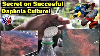 How to Culture Daphnia Successfully [upl. by Enomal467]