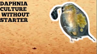 HOW TO CULTURE DAPHNIA NATURALLY WITHOUT A STARTER [upl. by Auqenes]