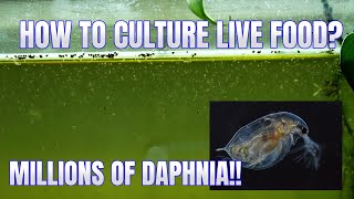 How to Culture Daphnia Secret Method to Breed MILLIONS  Simply Aquatic [upl. by Legin]