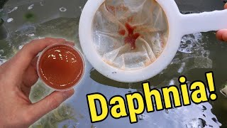 How I Culture Daphnia In Outdoor Tubs [upl. by Neladgam361]