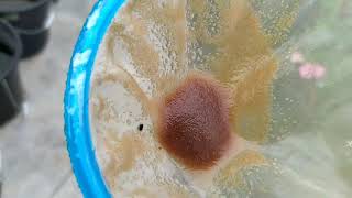 How to culture daphnia moina in a small container Part 1 English Subtitle [upl. by Ailegave]