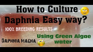 Daphnia MagnaHow to Culture Daphnia Easy wayCulturing Daphnia using Green water Daphnia [upl. by Yarled]