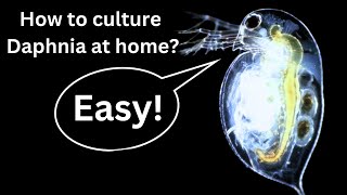 BEST Live Fish Food Beginner guide How to Culture Daphnia at home [upl. by Amasa]