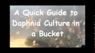 How to culture daphnia outside [upl. by Leatri]