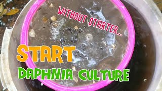 How to culture daphnia moina the easy way 1  Starting the Daphnia culture [upl. by Morentz]