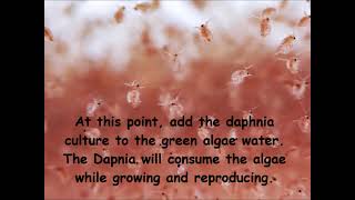 Daphnia  How to grow daphnia in your home [upl. by Tatman]