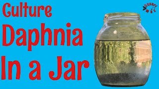 How to Culture Daphnia in a Jar [upl. by Gilly378]