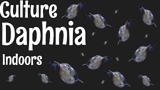 How to Culture Daphnia [upl. by Miche68]