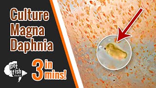 How to culture DAPHNIA MAGNA  The easy way [upl. by Goss]