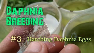 Daphnia Culture made simple and easy 3  Hatching Daphnia eggs [upl. by Udenihc]