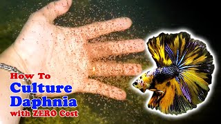 How to Culture Daphnia with ZERO Cost  Unlimited Live Food For Our Fish [upl. by Shaer]