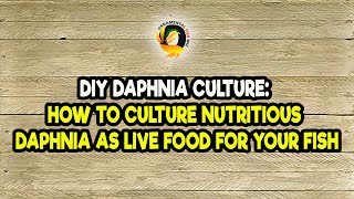 DIY Daphnia Culture How to Culture Nutritious Daphnia as Live Food for Your Fish [upl. by Selegna350]