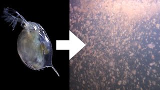 How I Culture Daphnia [upl. by Zink]