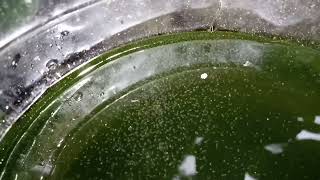 DAPHNIA MOINA CULTURE IN A SMALL BUCKET [upl. by Adiol]