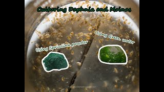 How To Culture Daphnia and Moinas using Green Water Spirulina powder [upl. by Eikcuhc]