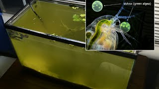 Raising Daphnia for the Freshwater Aquarium [upl. by Jennine]