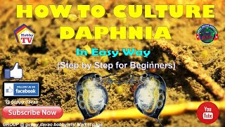 HOW TO CULTURE DAPHNIA In Easy Way [upl. by Ander737]